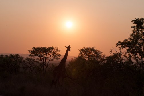 DearWorldTraveler - South African Safari
