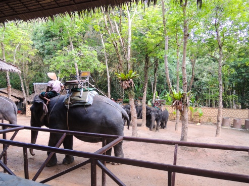 DearWorldTraveler - Elephant Trekking in Phuket